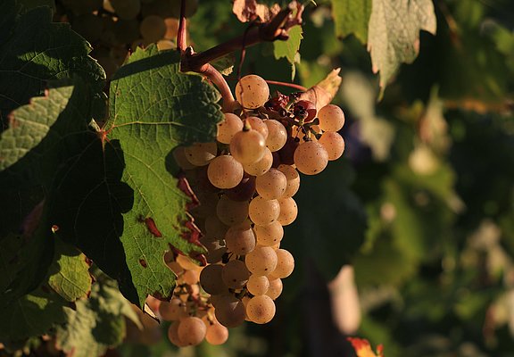 Trauben im Herbst