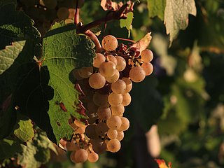 Trauben im Herbst
