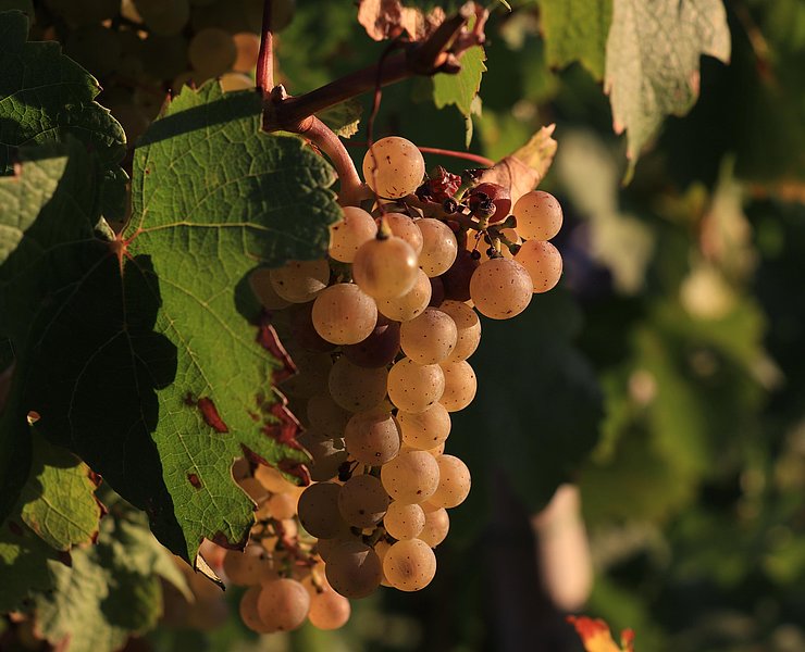 Trauben im Herbst