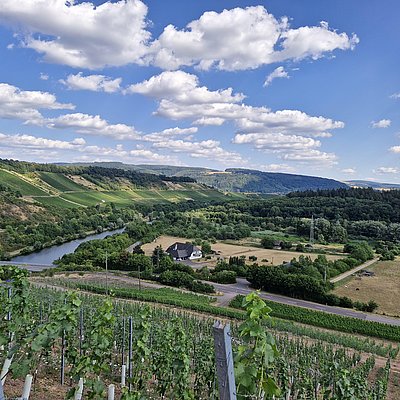 Foto: Weinberge bei Wawern