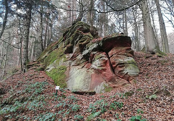 Walderlebnispfad (2)