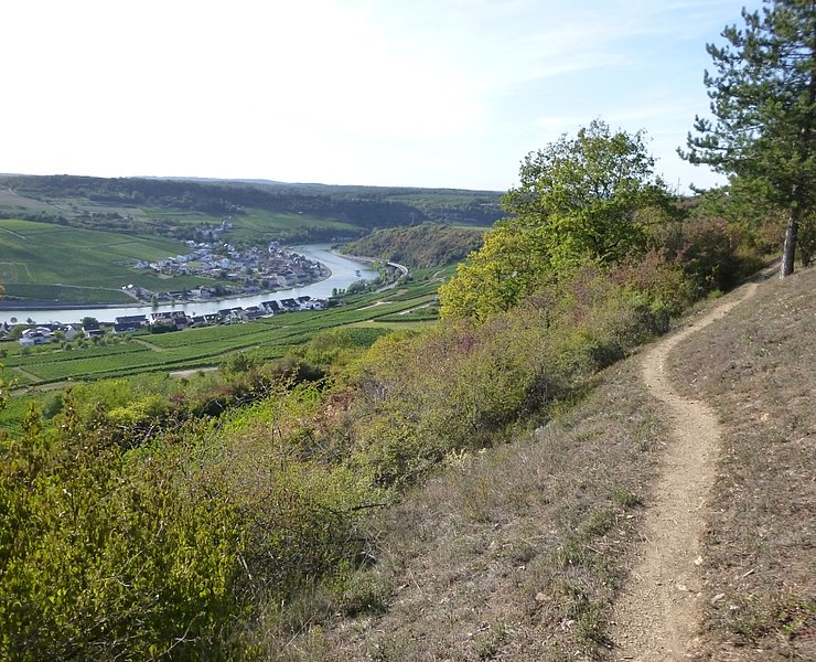 Auf schmalen Pfaden durch den Steilhang oberhalb von Nittel