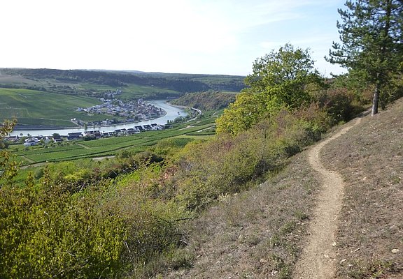 Auf schmalen Pfaden durch den Steilhang oberhalb von Nittel