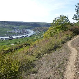 Auf schmalen Pfaden durch den Steilhang oberhalb von Nittel