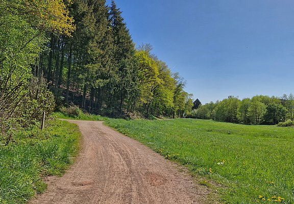 Radweg zwischen Saarburg und Trassem (2)