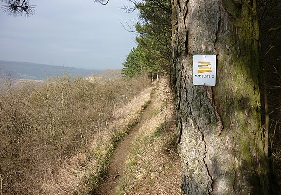 Moselsteig an der Hangkante oberhalb von Nittel