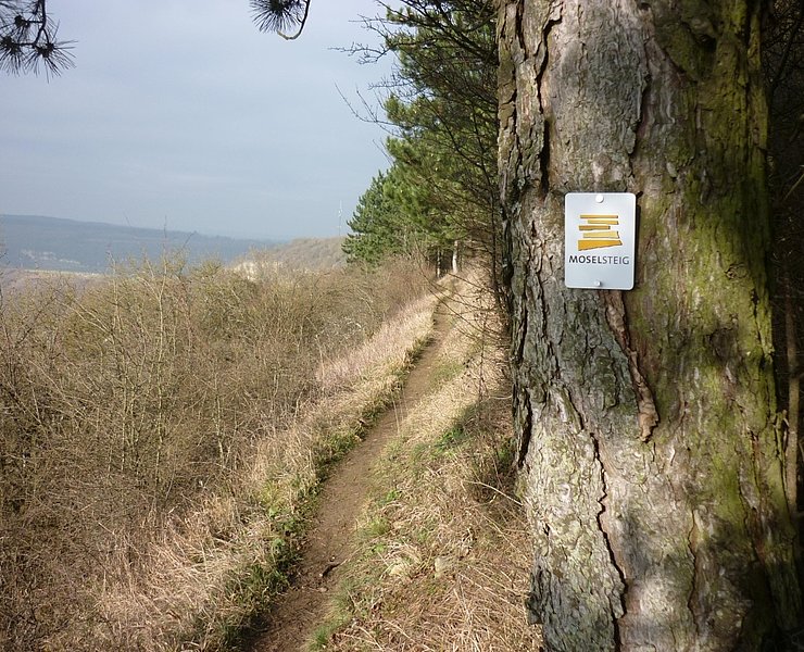 Moselsteig an der Hangkante oberhalb von Nittel