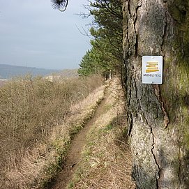 Moselsteig an der Hangkante oberhalb von Nittel