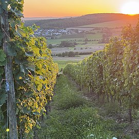 Weingut Alois Kirchen Konz-Oberemmel (02)