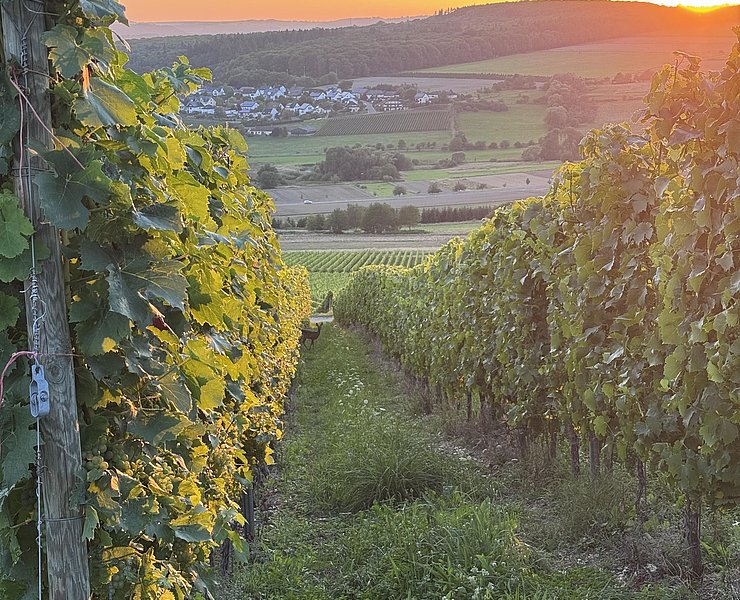 Weingut Alois Kirchen Konz-Oberemmel (02)