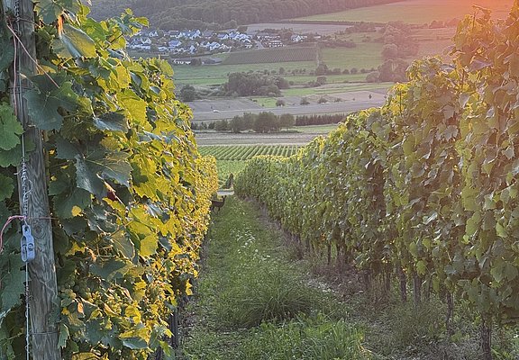 Weingut Alois Kirchen Konz-Oberemmel (02)