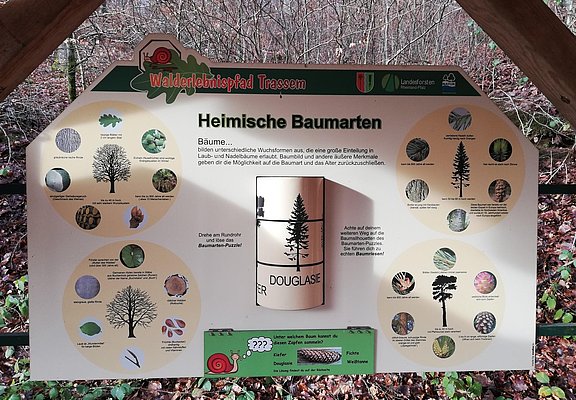 Informationspavillon Lebensraum Wald (2)