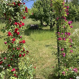 Der Garten im Sommer mit Hängematte