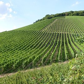 Weinbergsgeometrie unterhalb des Karlskopfes