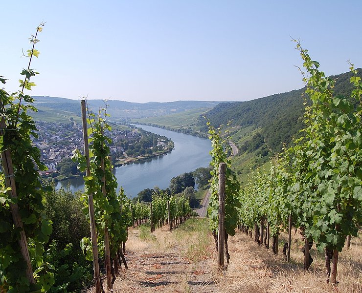Blick auf Neumagen Dhron