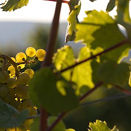 Weinberge