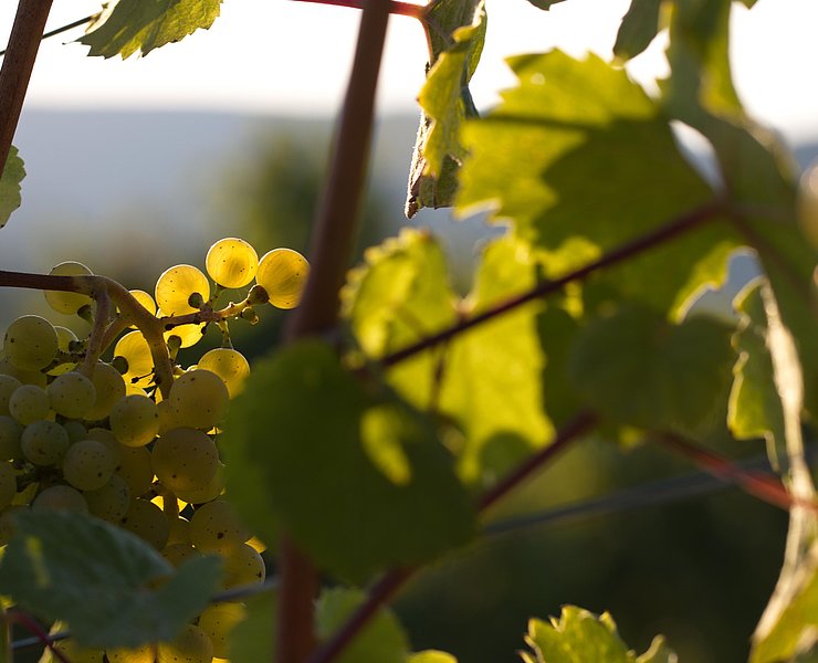 Weinberge