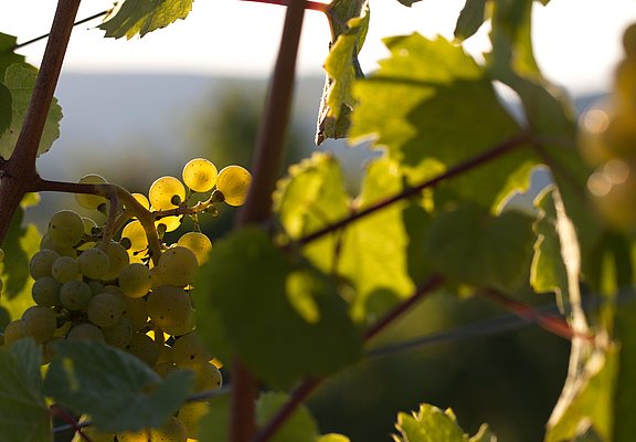 Weinberge