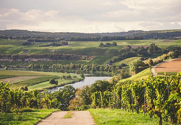 Weinwanderung (2)