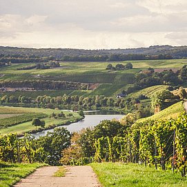 Weinwanderung (2)