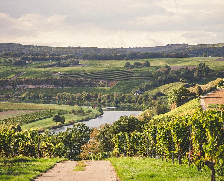 Weinwanderung (2)