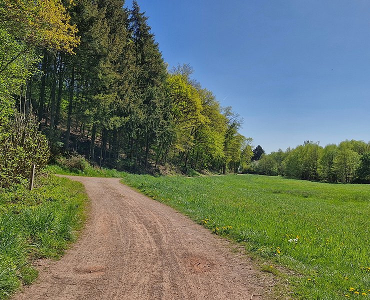 Radweg zwischen Saarburg und Trassem (2)