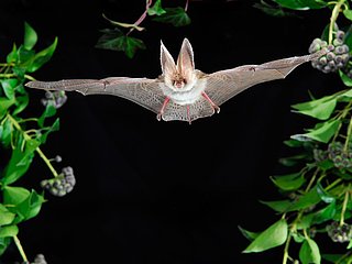 Fledermaus