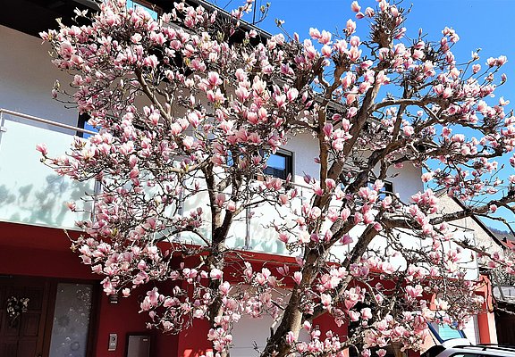 Magnolia in voller Blüte