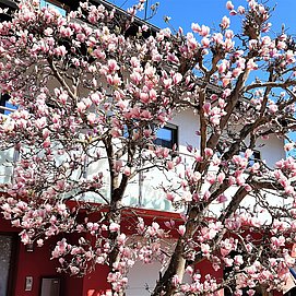 Magnolia in voller Blüte