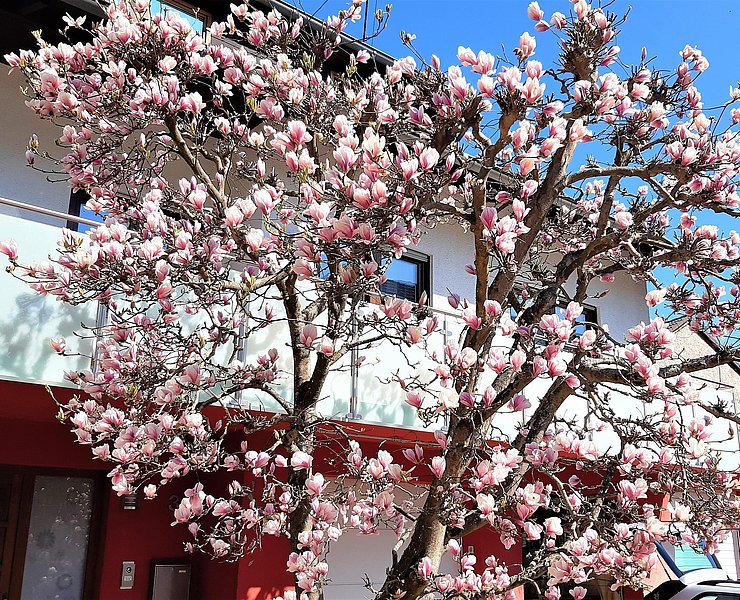 Magnolia in voller Blüte
