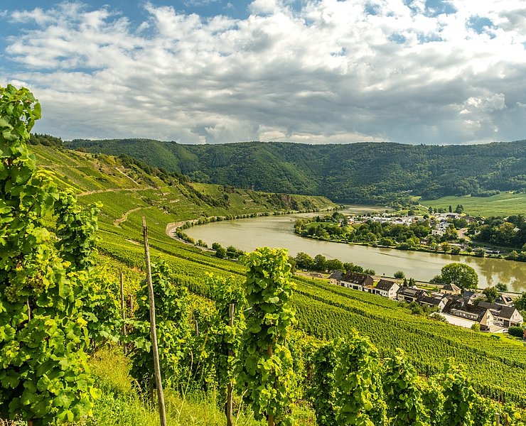 Ausblick vom Moselsteig auf die Mosel bei Leiwen