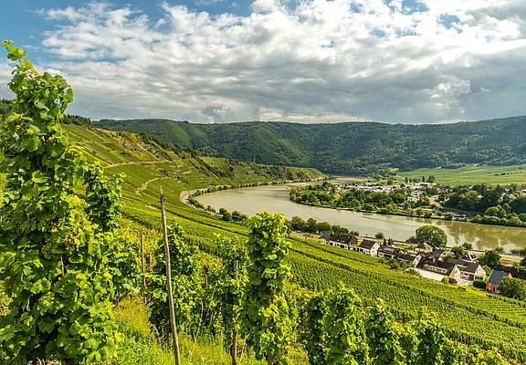 Ausblick vom Moselsteig auf die Mosel bei Leiwen