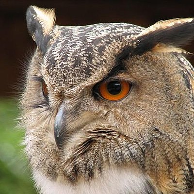 Foto: Greifvogelpark (2)