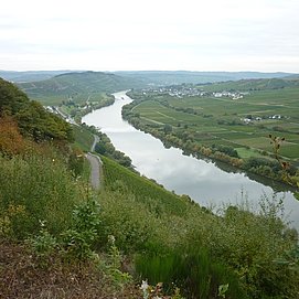 Blick flussabwärts aus den Kestener Weinbergen Richtung Brauneberg. Links am Hang einige Häuser von Kesten
