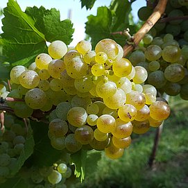 Reife Riesling-Traube