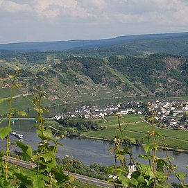 Moselschleife bei Piesport