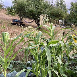 Im Garten