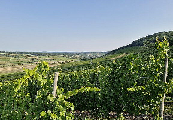 Weinberge Oberemmel
