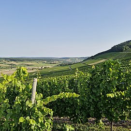 Weinberge Oberemmel