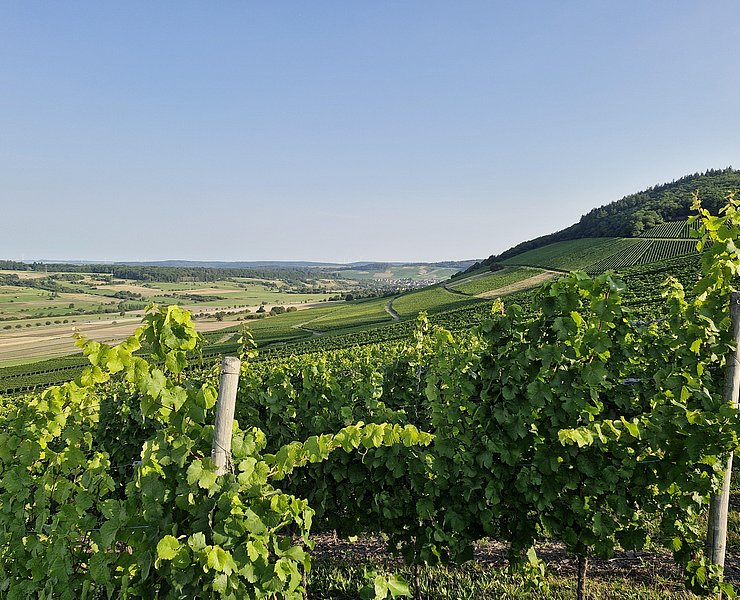 Weinberge Oberemmel