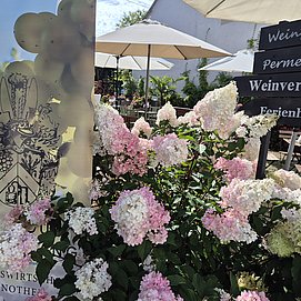 Weingut Permesang (2)