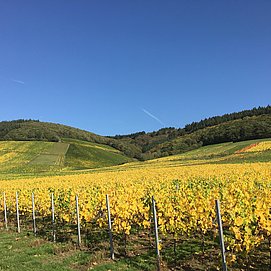 IMG_8512
