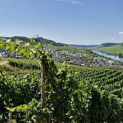 Foto: Weinberge in Nittel