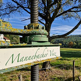 Mannebacher Viez